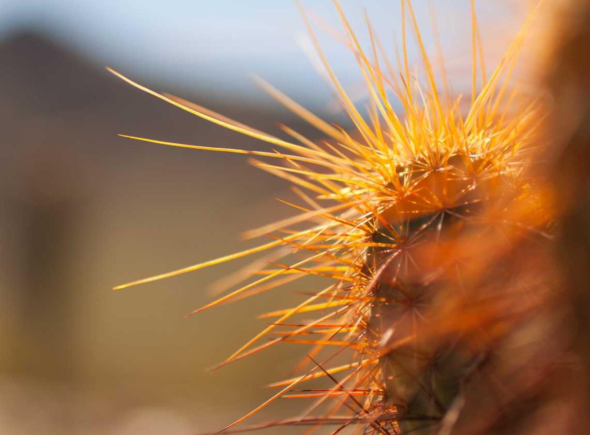 日税金鼎和平:贝乐虎平台开户