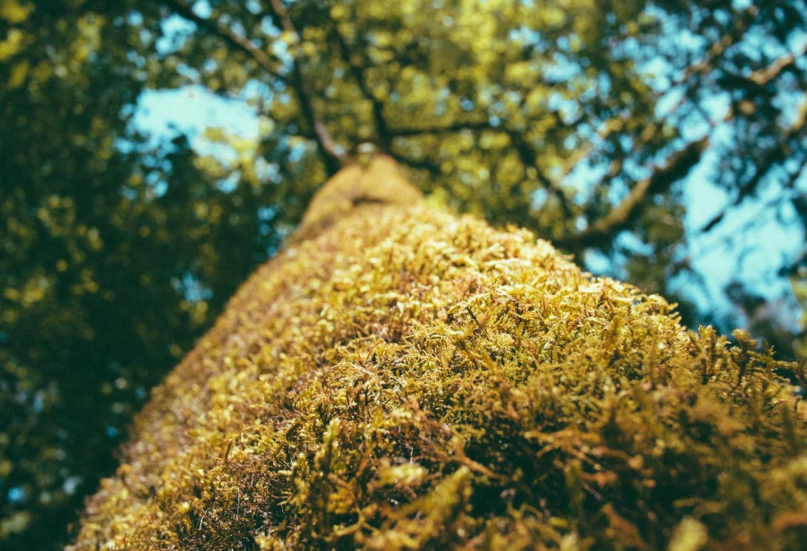 宝塔实名账号:购买平台比较便宜