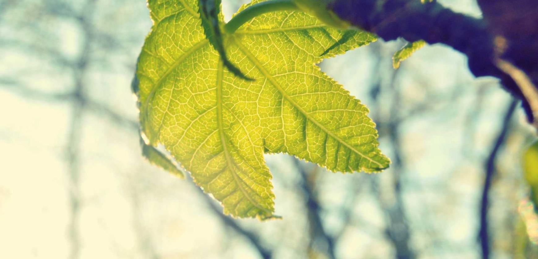 乐语通讯实名账号:代理补缴社保平台