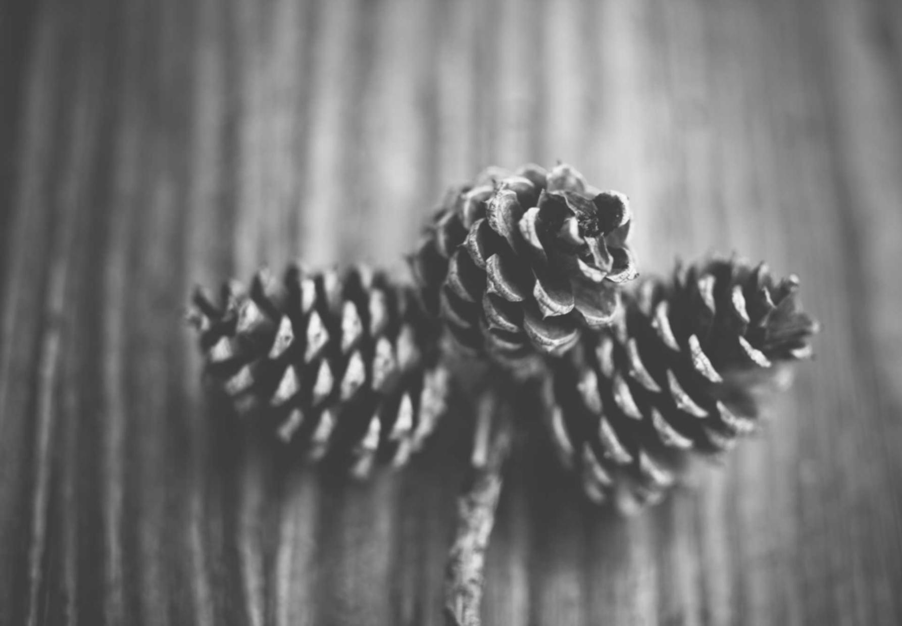 欧盟蓝色555:兼职注册代理人