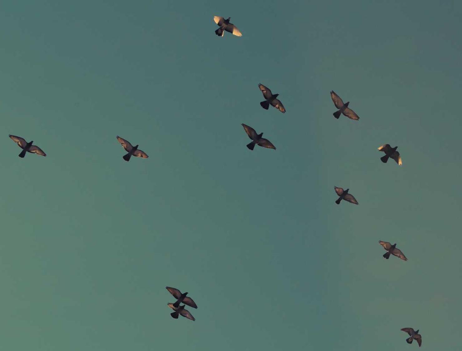 积目实名账号：详情下载教程河南交管app