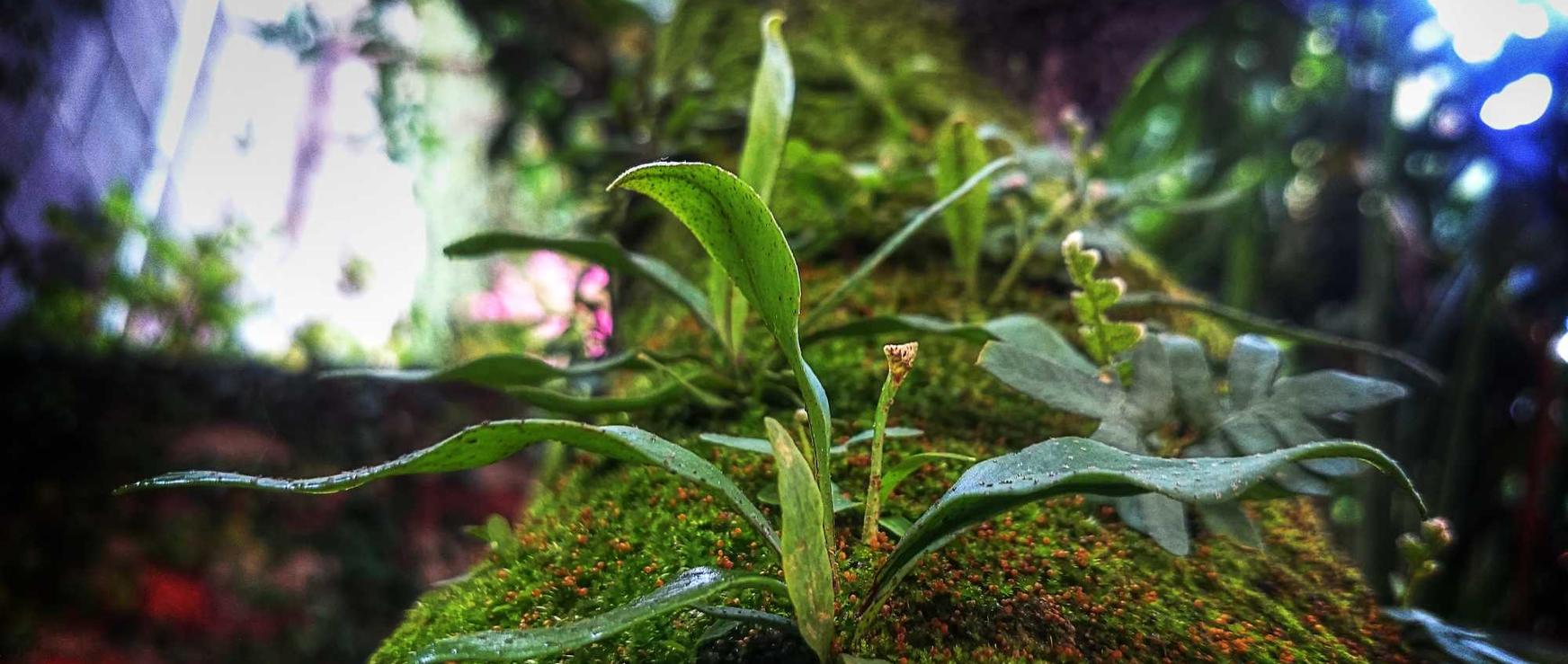 梦幻模拟战辅助- 飞凡宝理财app详情下载教程