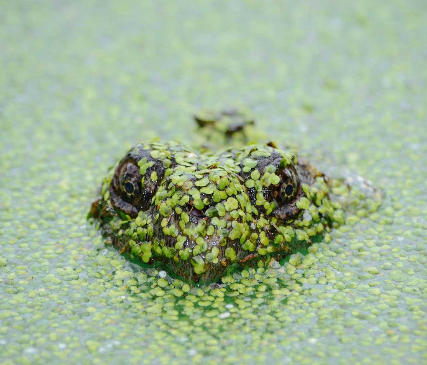 如何打造一个真正公平的游戏社区?