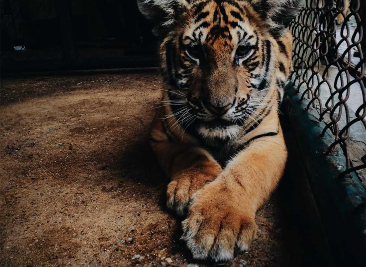 DDOS压力测试|组织是否应该聘请黑客来保护网络安全