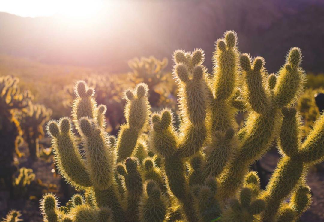 港免税白绿万宝路:代购代理注册条件