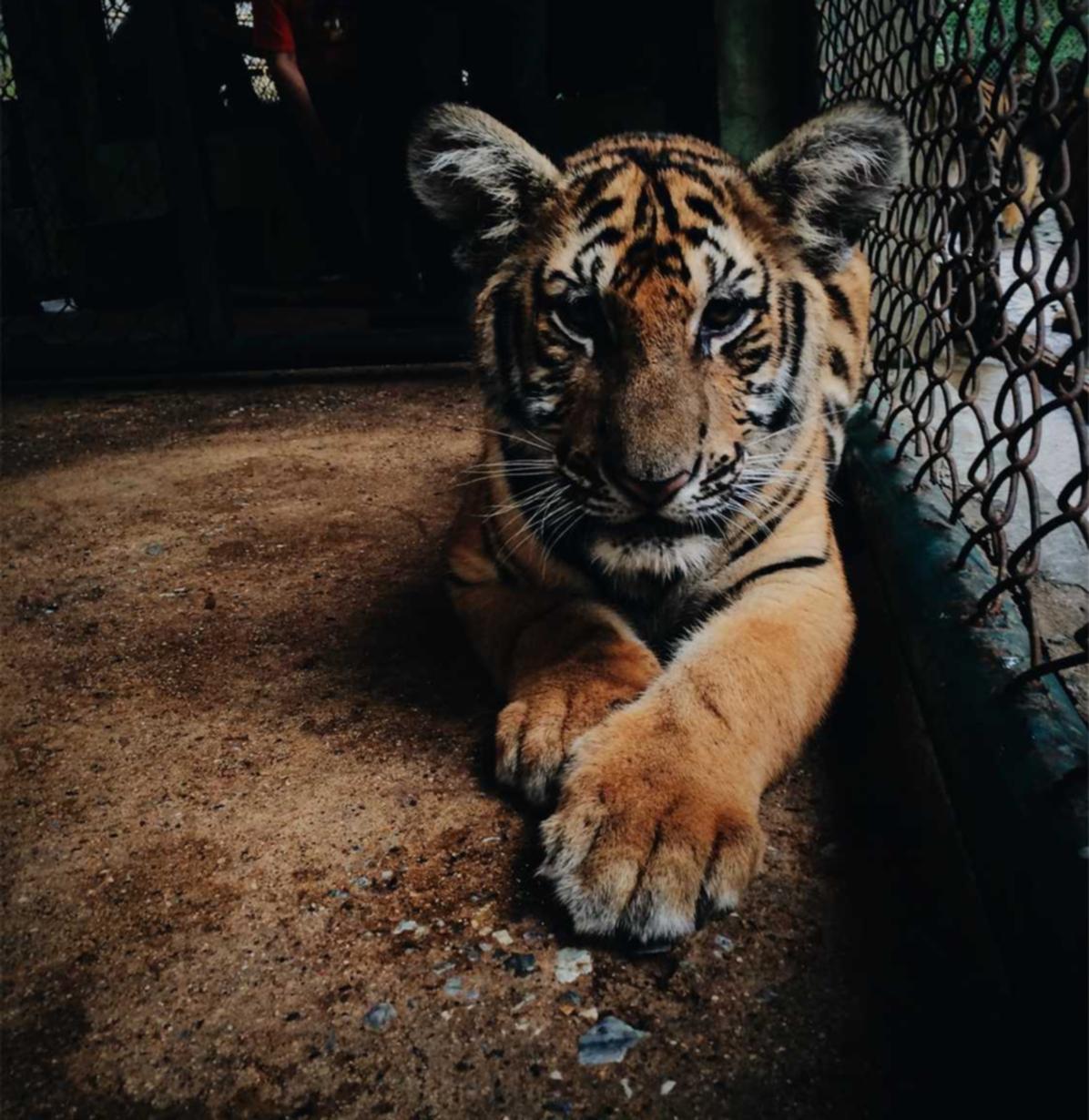 从游戏视点出发：玩家如何看待技术支持？