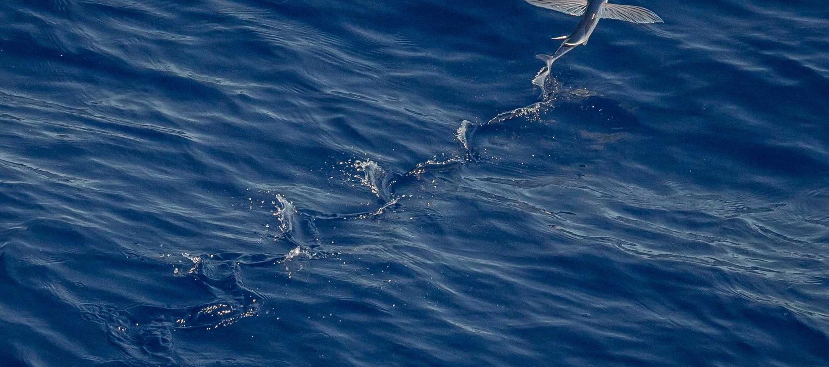 海马玩app详情下载教程