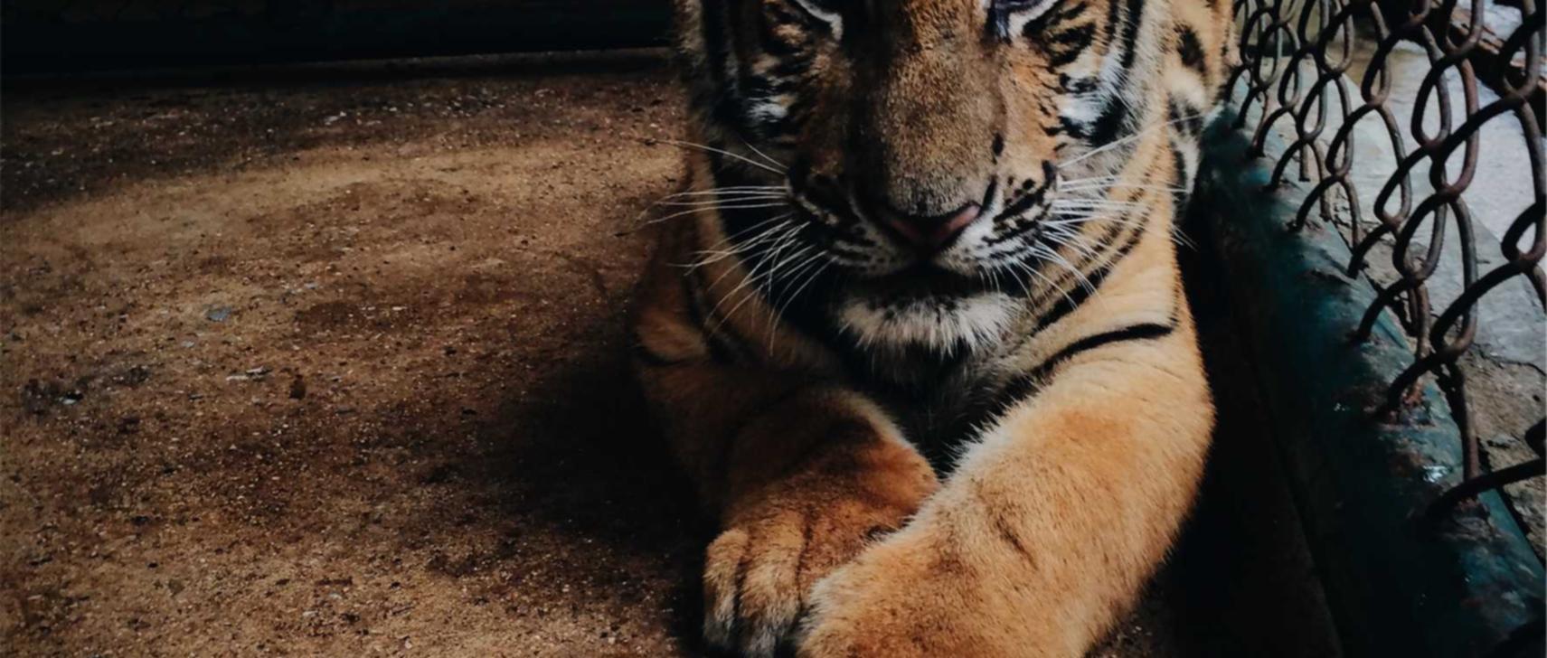 菠萝云实名账号:详情下载教程app听音乐