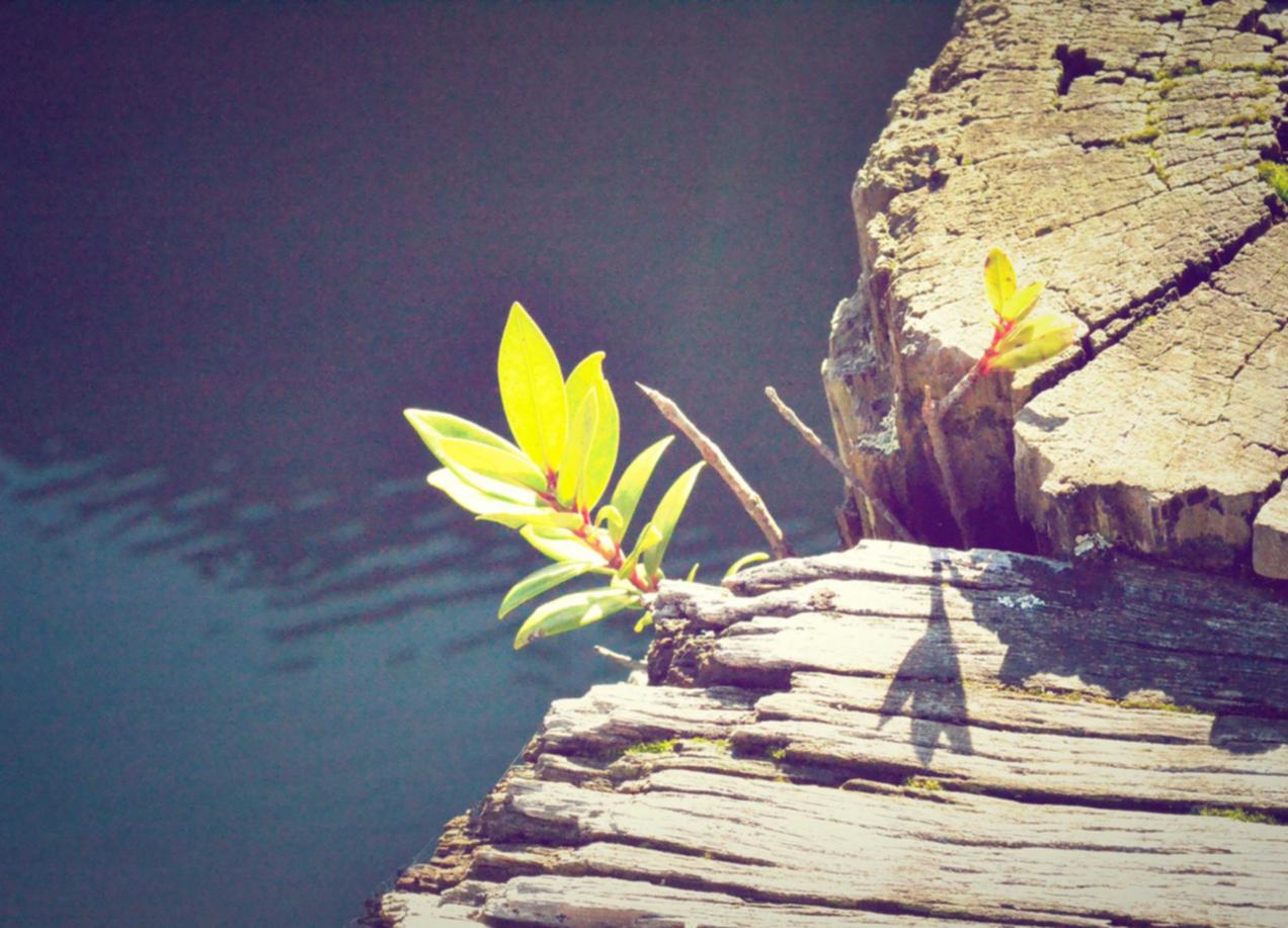 ddos：秘密日记app详情下载教程