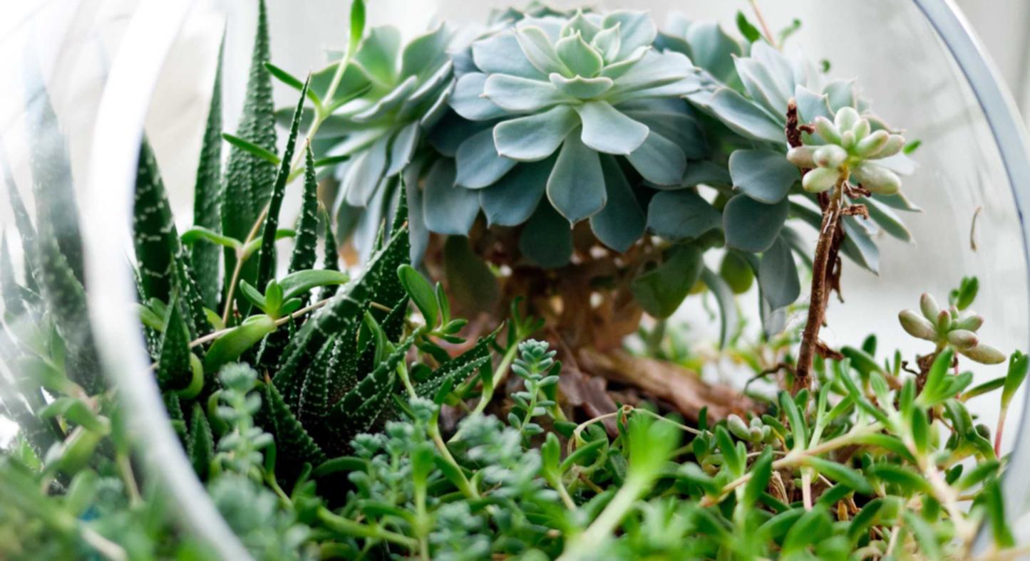 如何在Reddit上进行SEO优化