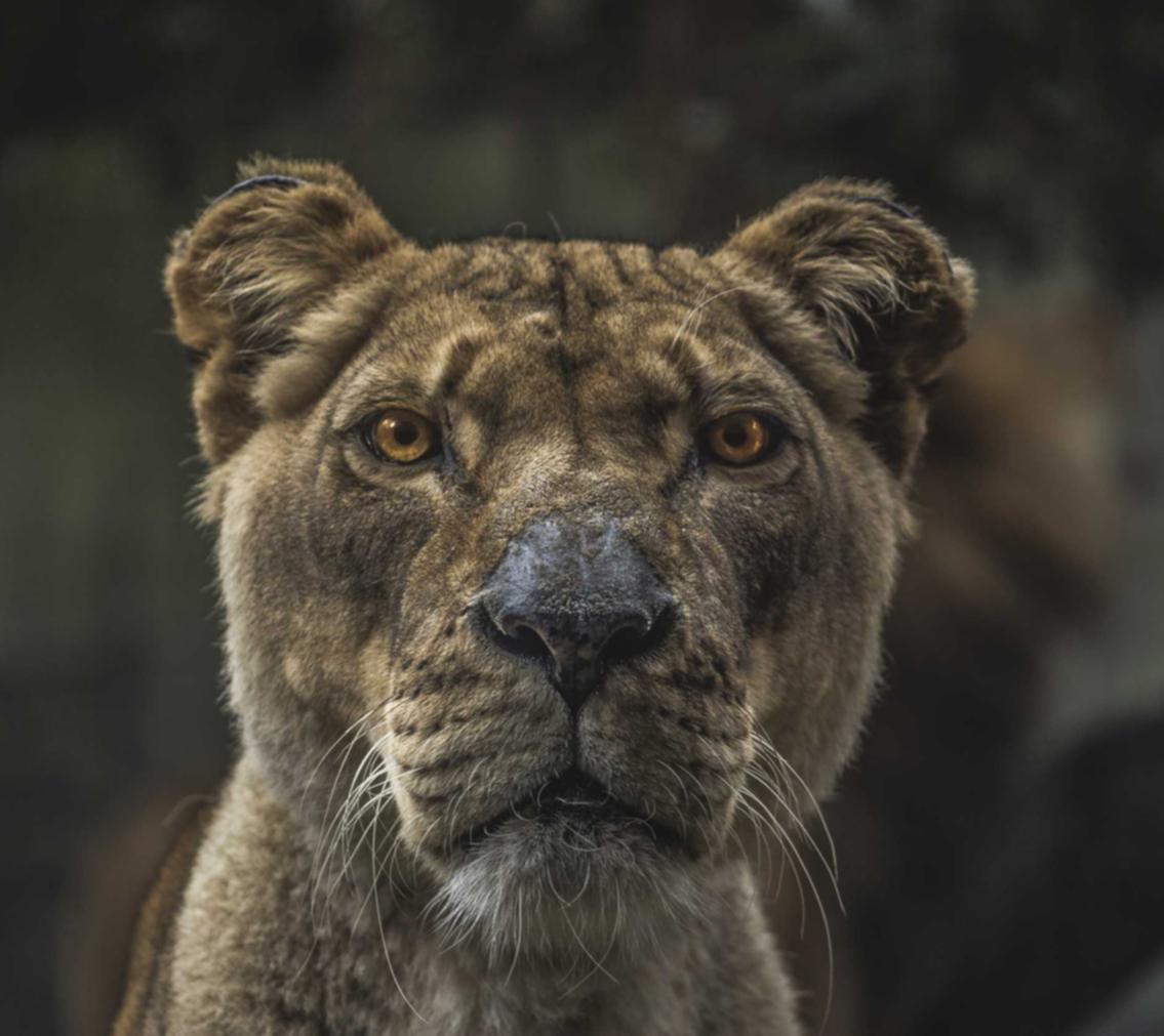 免费攻击网站|网上项目规划怎么代理平台