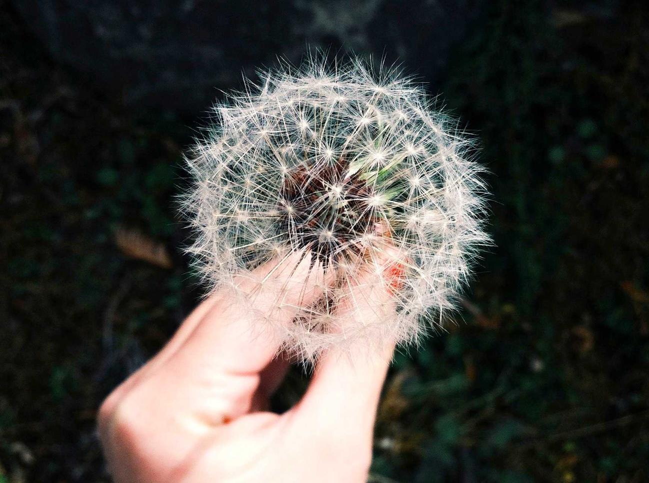 黎明觉醒：生机：详情下载教程红包APP