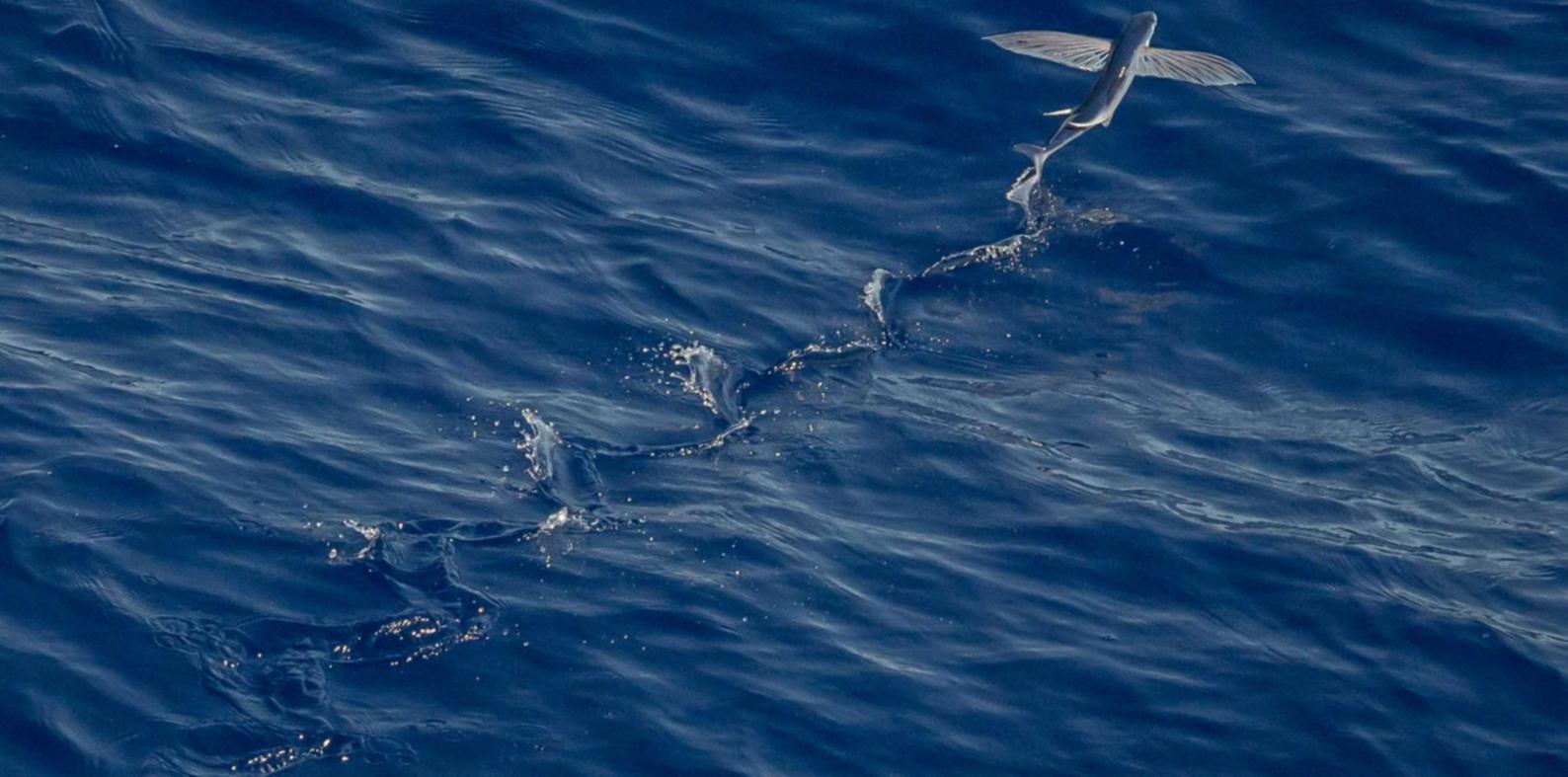 某些玩家如何自称为人间蒸发的原因